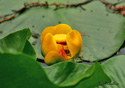 Nuphar lutea